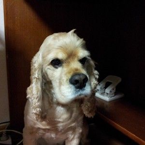 Meet your Posher, Eun jin